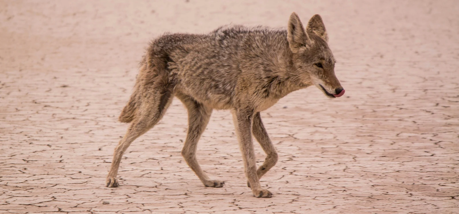 Coyote on the move at dusk