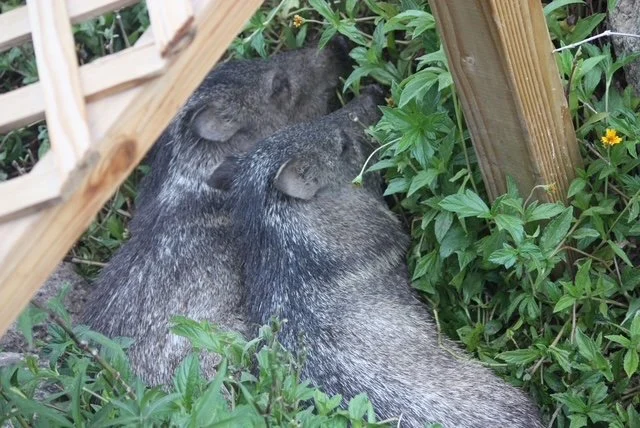 Two javelinas resting together in the desert