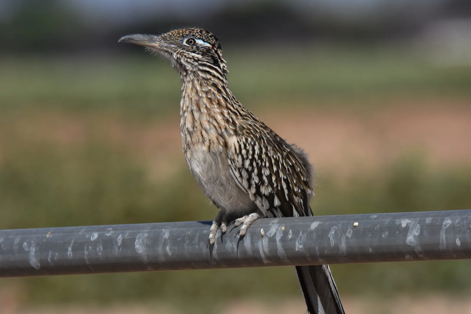 Greater Roadrunner in AZ