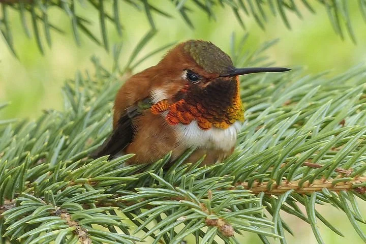 Allen's Hummingbird