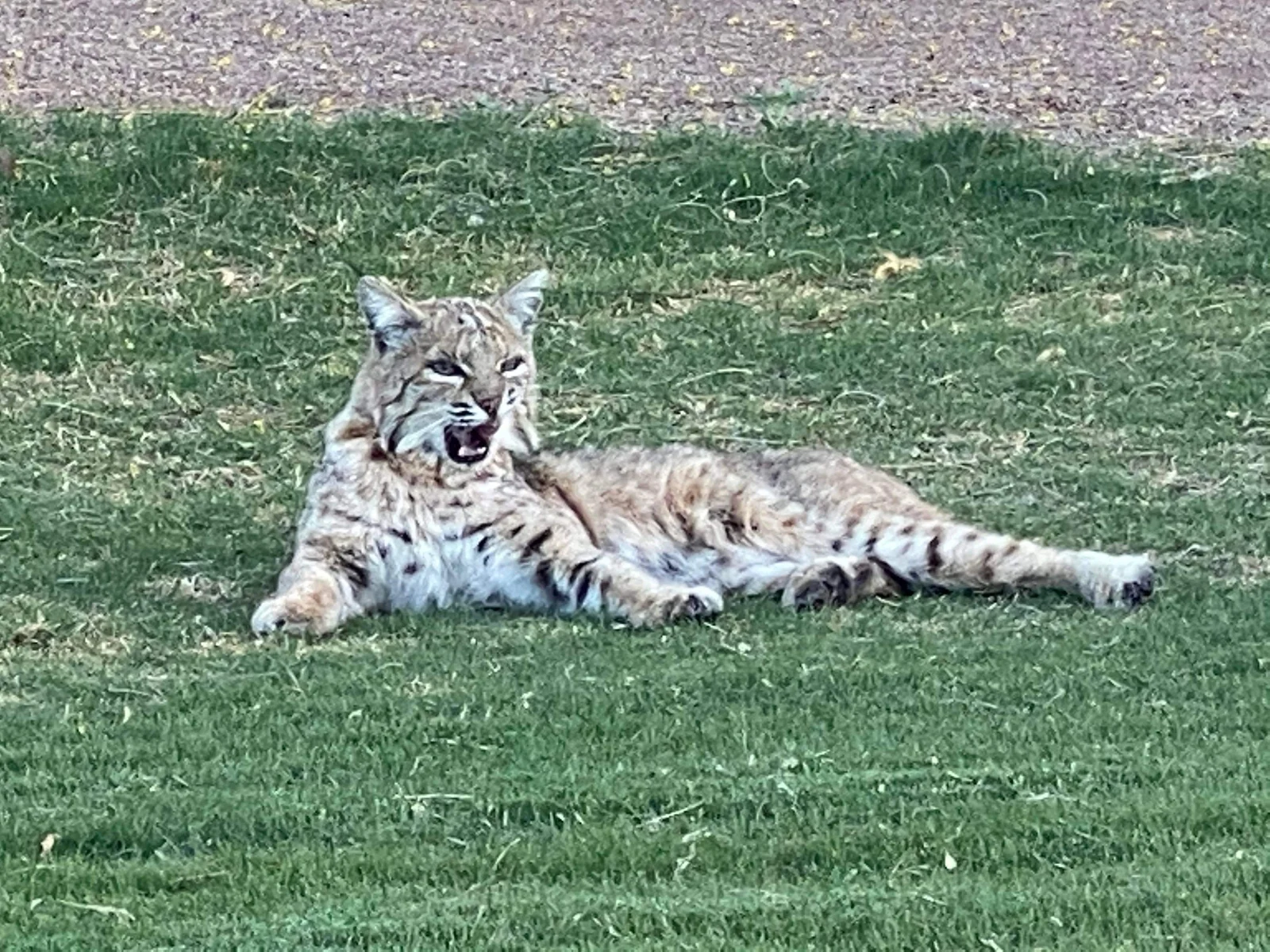 Bobcat in an Arizona backyard