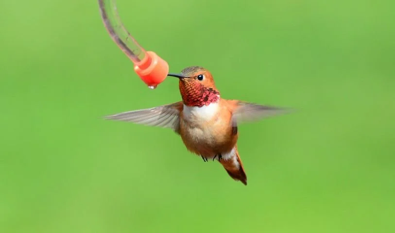 Rufous Hummingbird