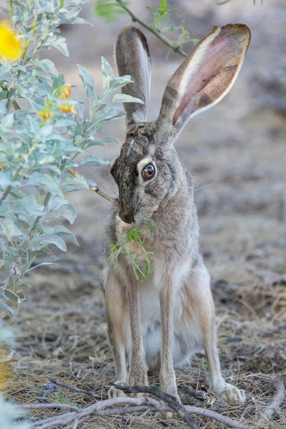 Black-tailed Jackrabbit nibbling desert shrub