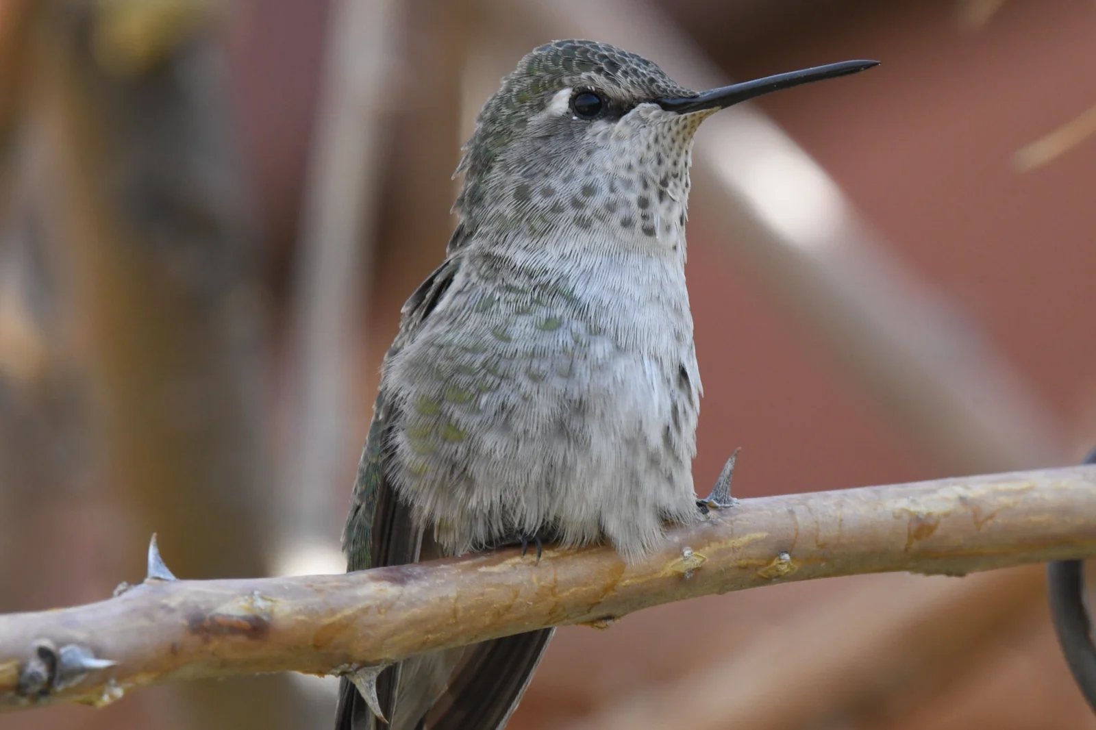 Female Costa's Hummingbird