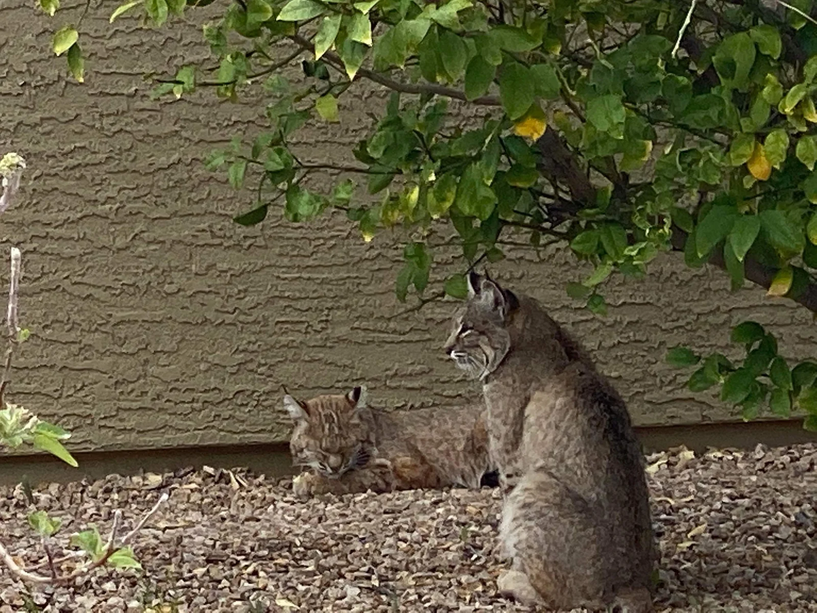Two bobcats resting in an Arizona backyard