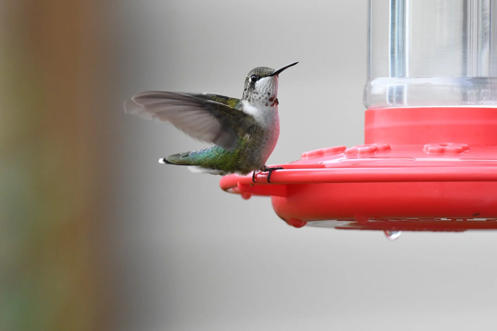 Ruby-throated Hummingbird