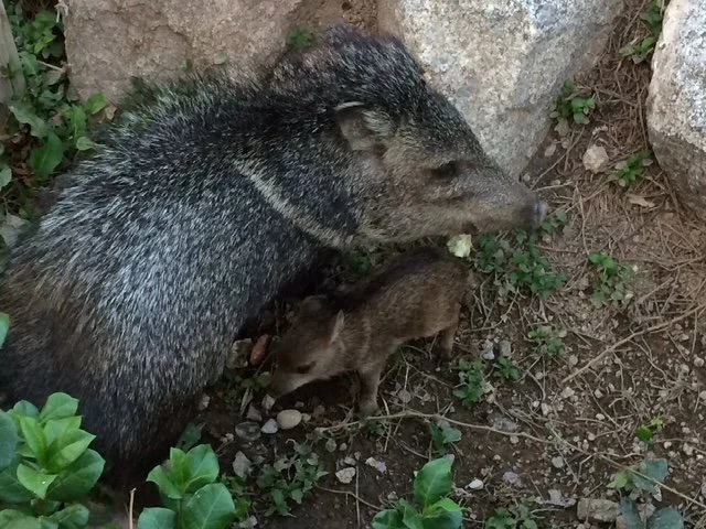 Adult javelina with baby sheltering near rocks