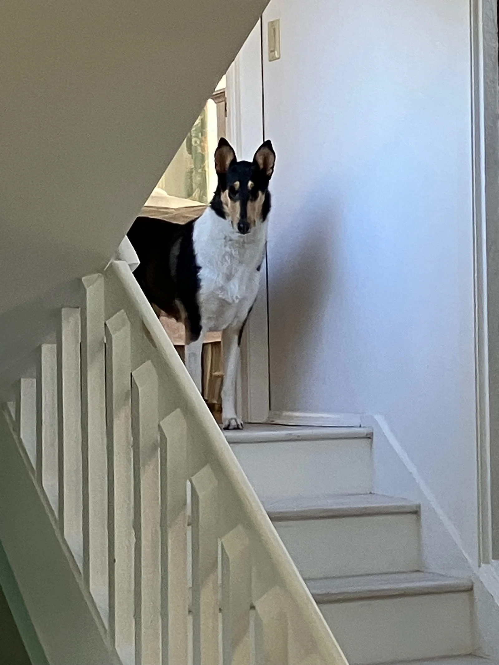 Dog on staircase