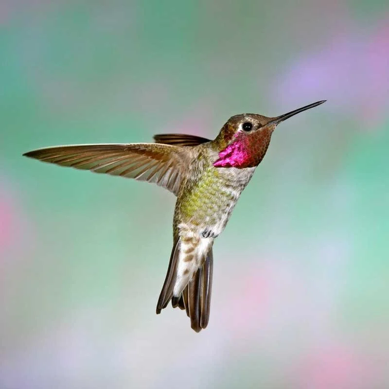 Anna's Hummingbird