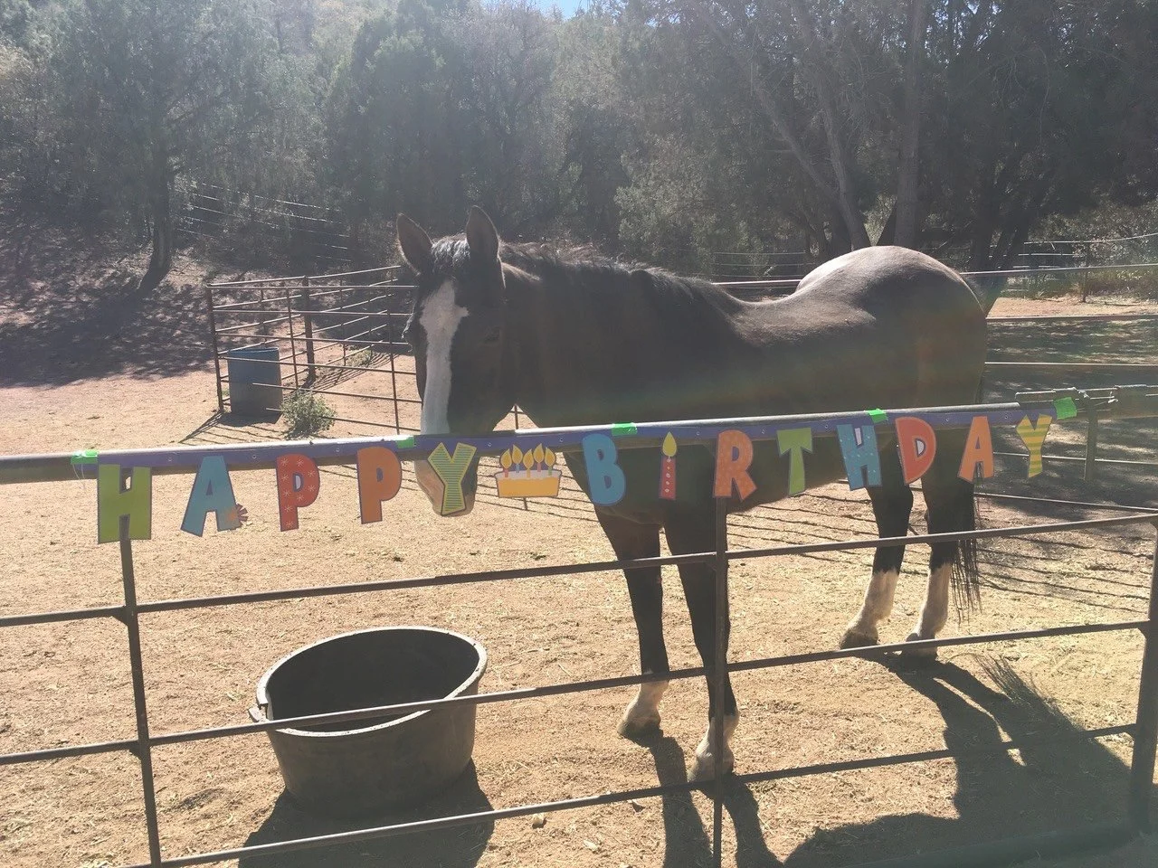 Bay horse grazing among cholla and mountains