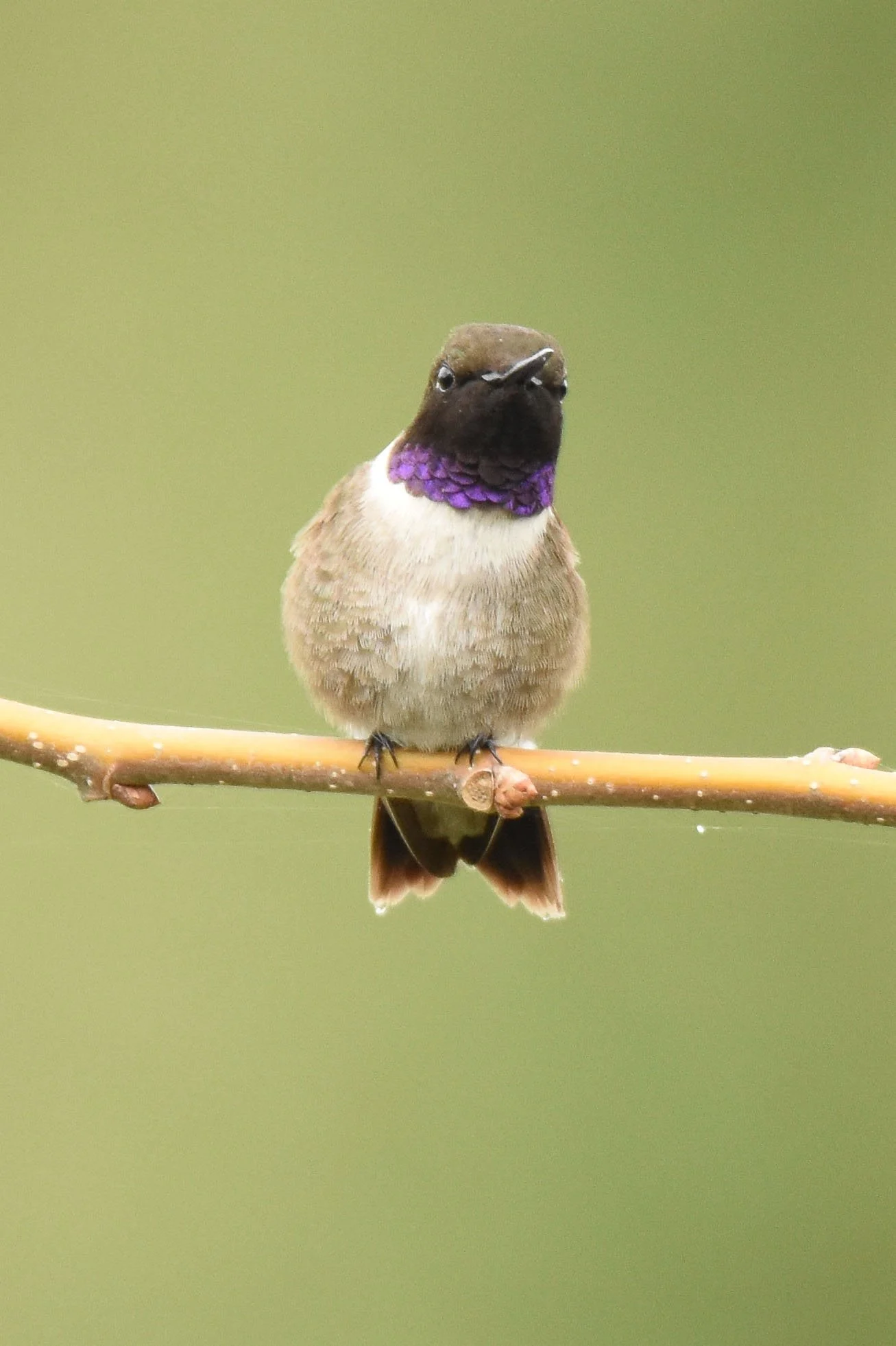Black-chinned Hummingbird