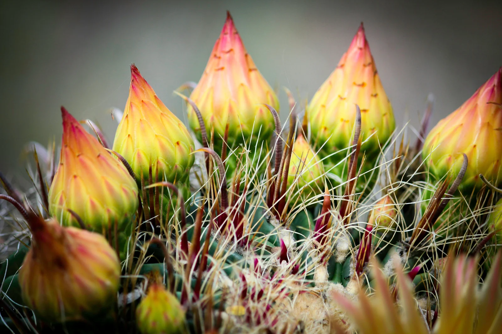 Barrel Cactus in bloom