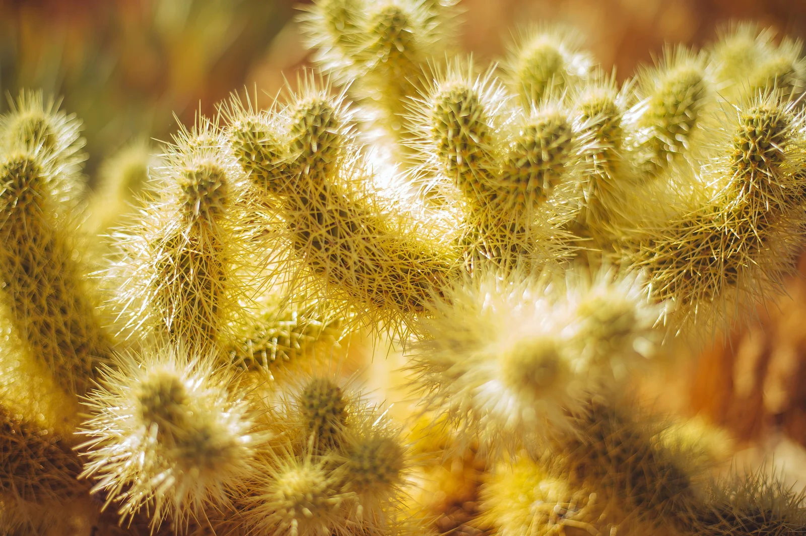 Teddybear Cholla close-up