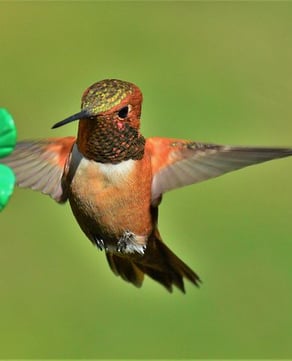 Rufous Hummingbird