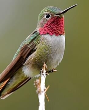 Broad-tailed Hummingbird