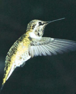 Anna’s Hummingbird