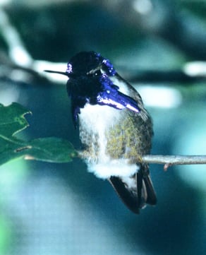 Costa’s Hummingbird