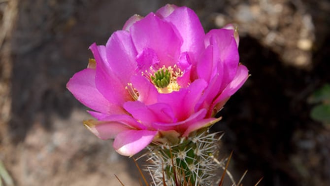 Behold Our Beautiful Cactus!