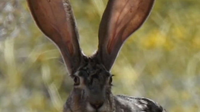 Jumpin’ Jack Flash: The Jackrabbits’ Tale