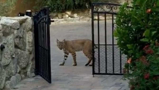 Bobcats in Our Backyards